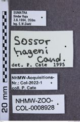 Etiketten zu Sossor hageni (NHMW-ZOO-COL-0008928)